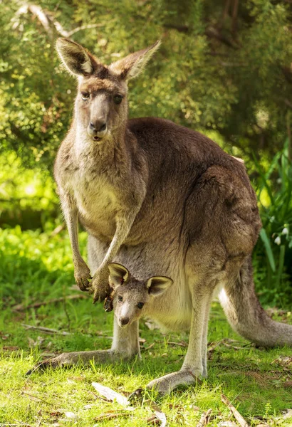 Mãe Canguru Com Bebê Joey Sua Bolsa Natureza Grampians Austrália — Fotografia de Stock