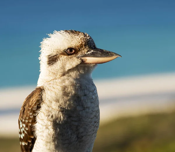 Kookaburra Australiano Clássico Luz Tarde Com Praia Borrada Fundo — Fotografia de Stock