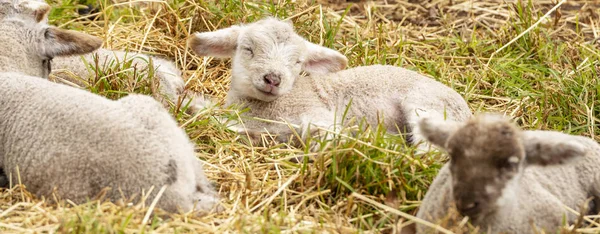 Neonati Simpatici Agnelli Riposo Campo — Foto Stock