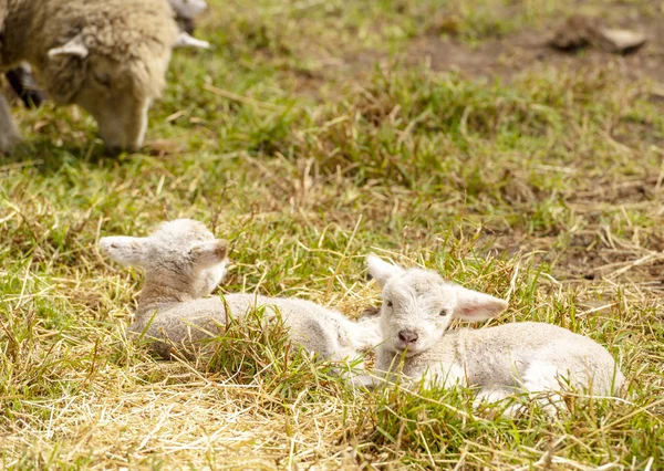 Recién Nacidos Lindos Corderos Descansando Campo — Foto de Stock