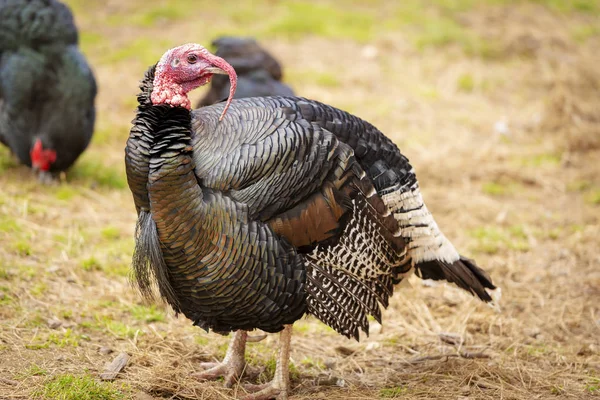 Uccello Tacchino Vivo Sano Tra Gli Altri Uccelli Una Fattoria — Foto Stock