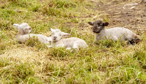 Newborn Cute Spring Lambs Resting Field — Stock Photo, Image