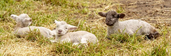 Newborn cute spring lambs resting in a field