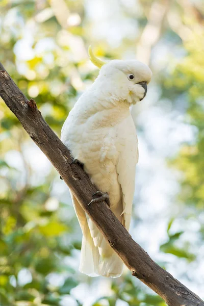 Sulphur Crested Cockatoo Bird Perched Branch Wild — Stock Photo, Image