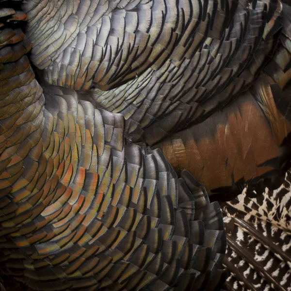 Textura Fondo Hecha Plumas Pavo Genuinas —  Fotos de Stock