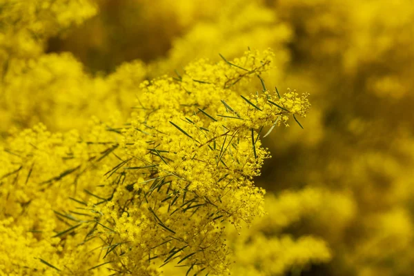 Világos Sárga Wattle Tree Virágok Sekély Fókusz — Stock Fotó