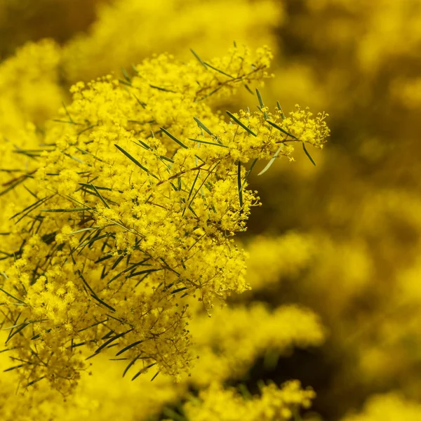 Világos Sárga Wattle Tree Virágok Sekély Fókusz — Stock Fotó