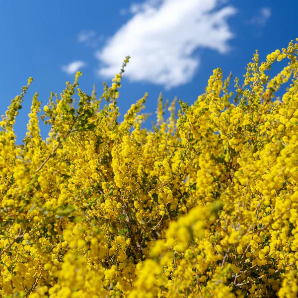 Flores Amarillas Del Árbol Del Wattle Día Soleado Con Cielo — Foto de Stock