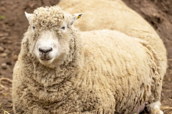 Uma Ovelha Wooly Olhando Saudável Com Sujeira Seu Rosto — Fotografia de Stock