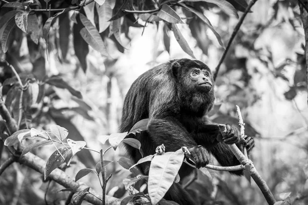 Howler Monkey In Forest Black and White