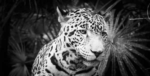 Gato Jaguar preto e branco — Fotografia de Stock