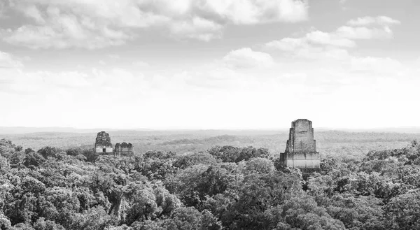 Tikal Guatemala Maia Ruínas Preto e Branco — Fotografia de Stock