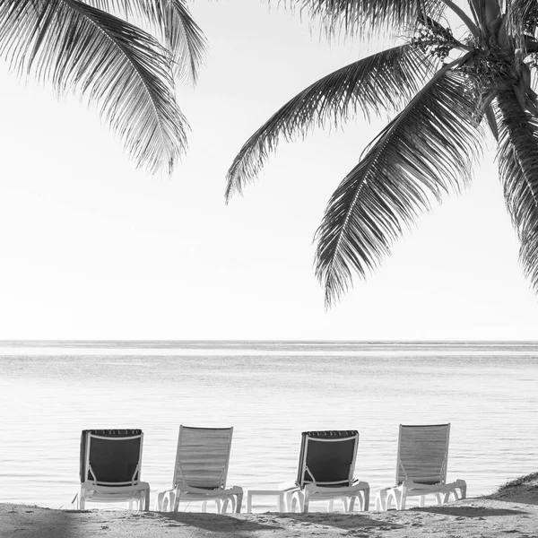 Τροπική παραλία ξαπλώστρες μαύρο και άσπρο — Φωτογραφία Αρχείου