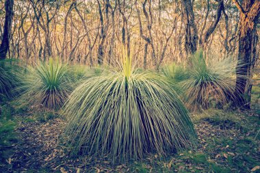 Avustralya Orman Manzara Filtreli