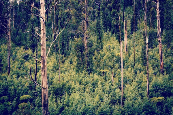 Australian Forest — Stock Photo, Image