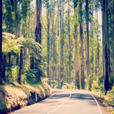 Orman Yolu Filtreli