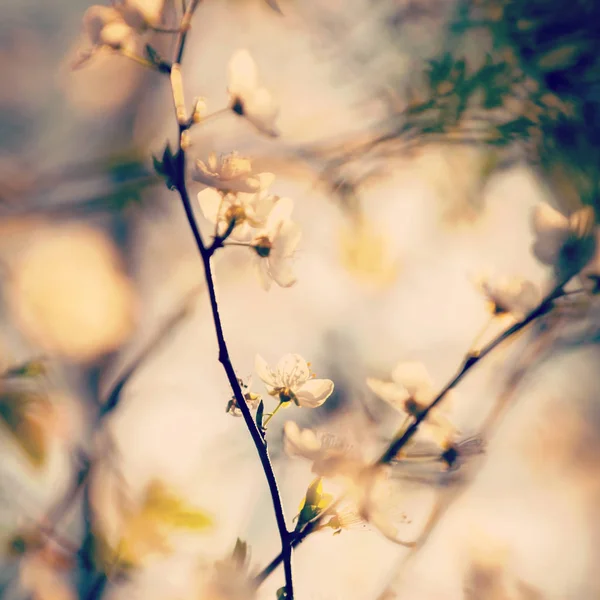 Flores de cereja de primavera — Fotografia de Stock