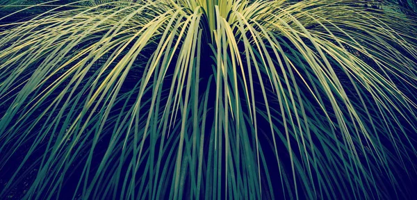 Grünes Blatt Hintergrund — Stockfoto