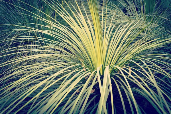 Green Leaf Background — Stock Photo, Image