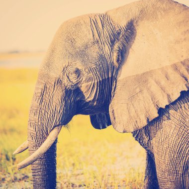 Chobe Milli Parkı Fil Filtreli
