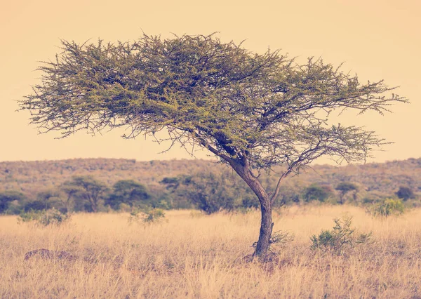 Acacia Tree Afrique — Photo