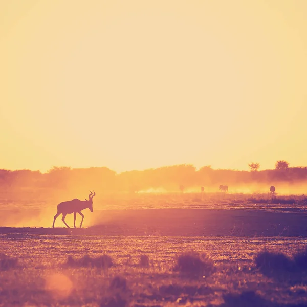 Afrika zonsondergang Impala — Stockfoto