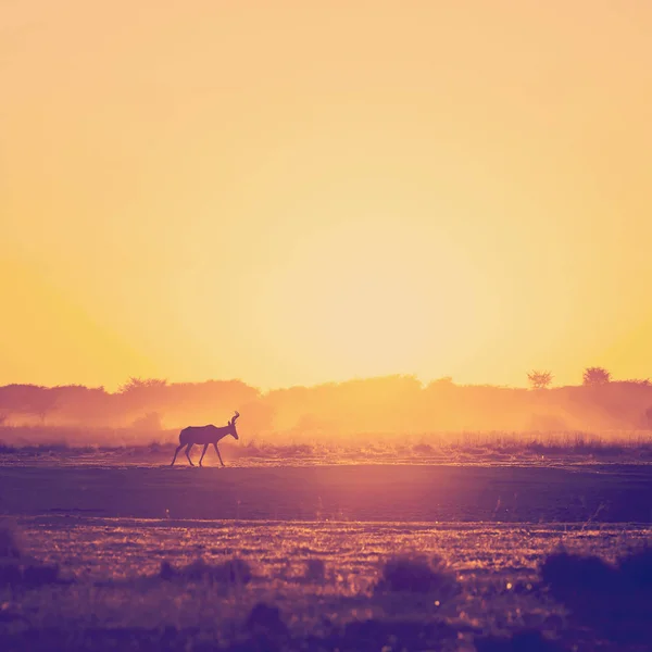 Afrika zonsondergang Impala — Stockfoto