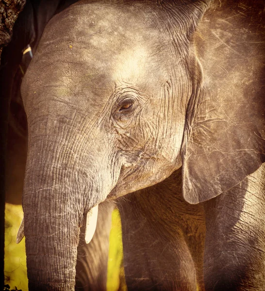 Baby Elephant w Afryce — Zdjęcie stockowe