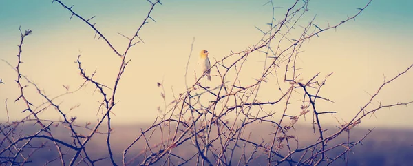 Pássaro no Botsuana África — Fotografia de Stock
