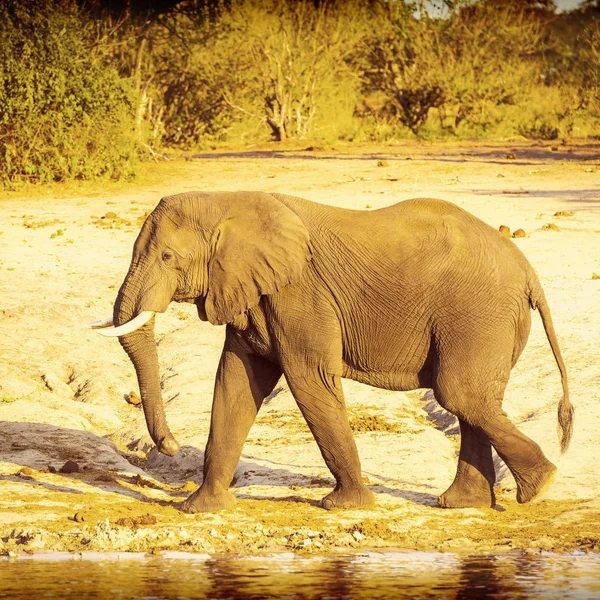 Toro elefante a piedi lungo il fiume — Foto Stock