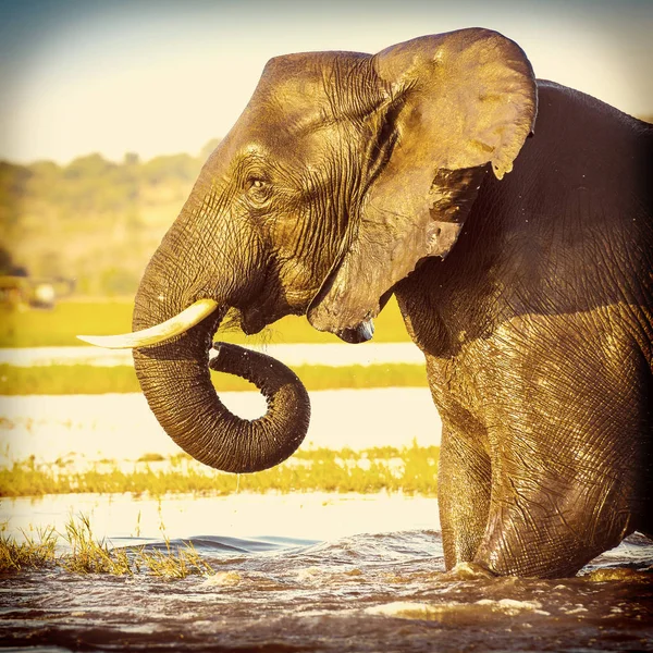 코끼리 초상화 — 스톡 사진