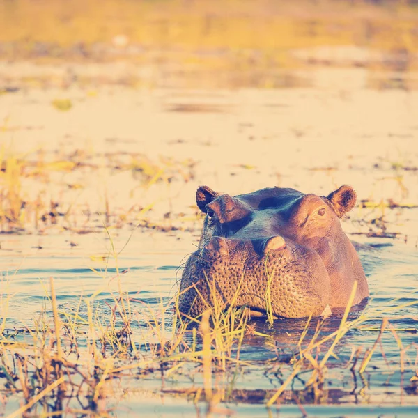 Rivière Hippopotame Chobe — Photo