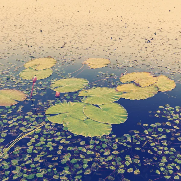 Lily Pads — Stock Photo, Image