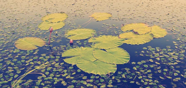 Water waterlelies — Stockfoto