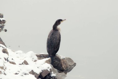 Sea bird karabatak bir kar yağışı sırasında. Kayaların üzerinde oturan bir kuş.