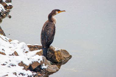 Sea bird karabatak bir kar yağışı sırasında. Kayaların üzerinde oturan bir kuş.