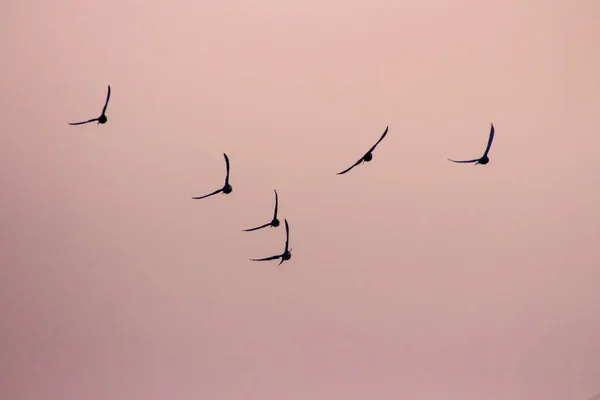 Silhouetten Van Een Zwerm Vogels Vliegen Samen Nachtelijke Hemel Hemel — Stockfoto