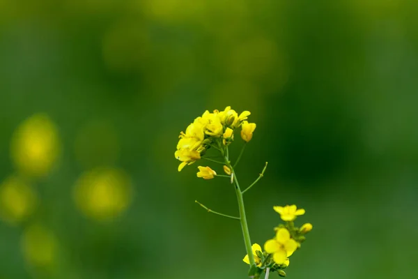 Blume Auf Der Wiese — Stockfoto