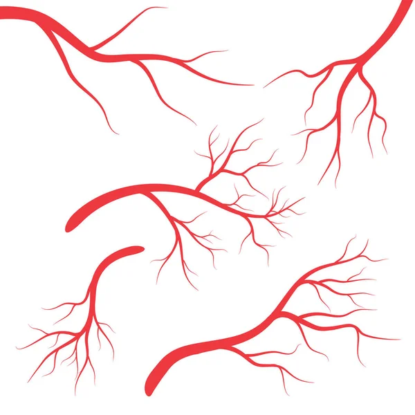 Vene umane, vasi sanguigni rossi disegnati su sfondo bianco. Illustrazione vettoriale — Vettoriale Stock