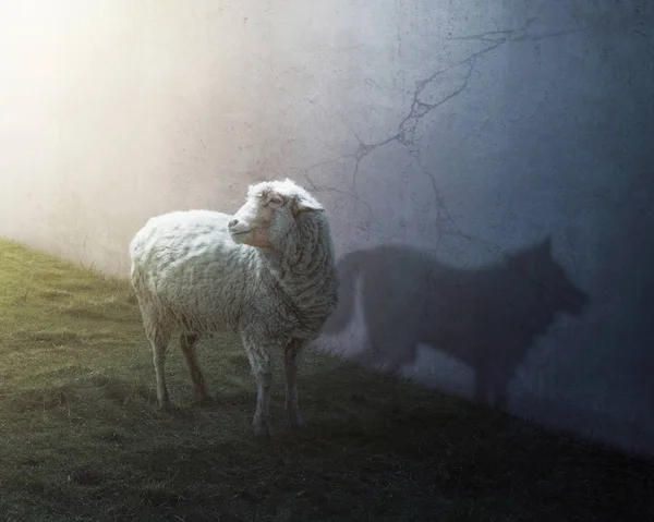 Ein Schaf Mit Dem Schatten Eines Wolfes — Stockfoto