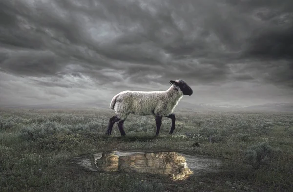 Ein Surreales Bild Eines Lammes Mit Einem Löwenreflex — Stockfoto