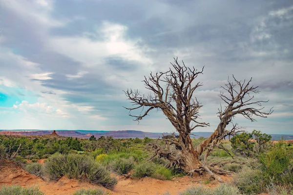 Egyetlen fa a sivatagi tájon — Stock Fotó
