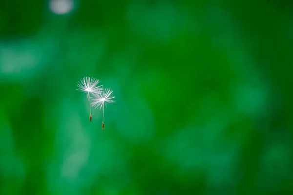 タンポポの種が一緒に飛んで、背景がぼやけて — ストック写真