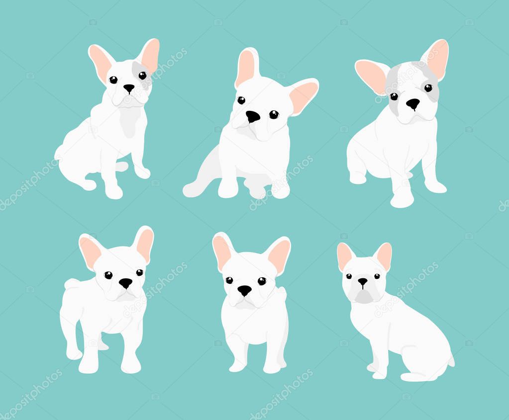 Vector illustrations set of cute little white French bulldog. Happy and funny pictures of bulldog puppy in different positions and emotions in cartoon flat style.