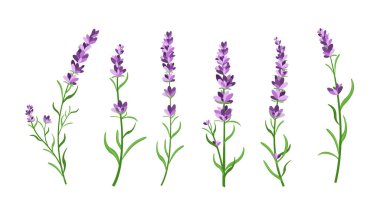 Vector illustration set of lavender flowers elements. Botanical illustrations of lavender branches in design element for decorating, greeting cards, postcards. Flat cartoon design. clipart