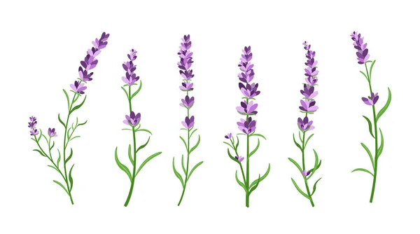 Conjunto de ilustração vetorial de elementos de flores de lavanda. Ilustrações botânicas de ramos de lavanda no elemento de design para decoração, cartões de felicitações, cartões postais. Desenho de desenhos animados planos . — Vetor de Stock