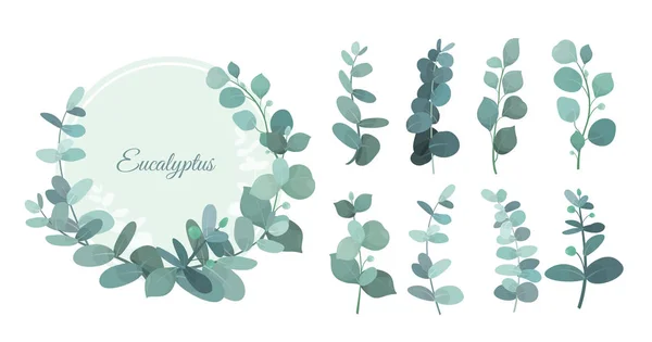 Vector illustratie set van eucalyptus bladeren en takken. Schattig kruiden voor bruiloft groen, decoratieve elementen voor invintations en wenskaarten. Blauw eucalyptus krans, vertrekt en komt voort uit flat — Stockvector