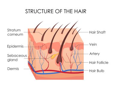 Vector illustration of human hair diagram. Piece of human skin and all structure of hair on the white background. Medical Treatment of baldness, epilation concept. clipart