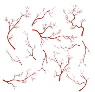 Vektör çizimler dizi damarlar ve gemi, kırmızı kılcal damarlar, beyaz arka plan üzerinde izole kan damarları.