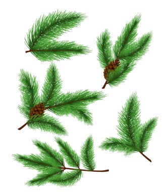 Çam dalları vektör Illustration. Dizi gerçekçi çam ve ladin dalları dekorasyon tebrik kartları ve davetiyeler beyaz arka plan üzerinde izole için Noel ağacı.